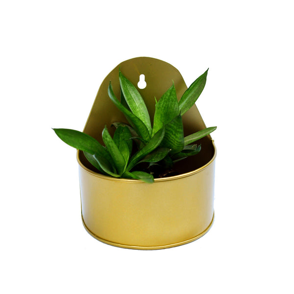 Curved Hanging Metal Mounted Wall Planter / Letter Box in Matte Gold Finish 1 BHK Interiors