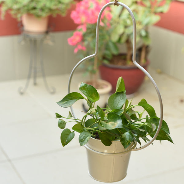 Bulb Shaped Metal Hanging Planter in White 1 BHK Interiors