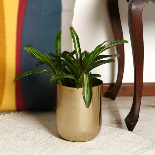 Curved Glossy Metal Table Top Pot / Planter in Rose Gold or Gold 1 BHK Interiors