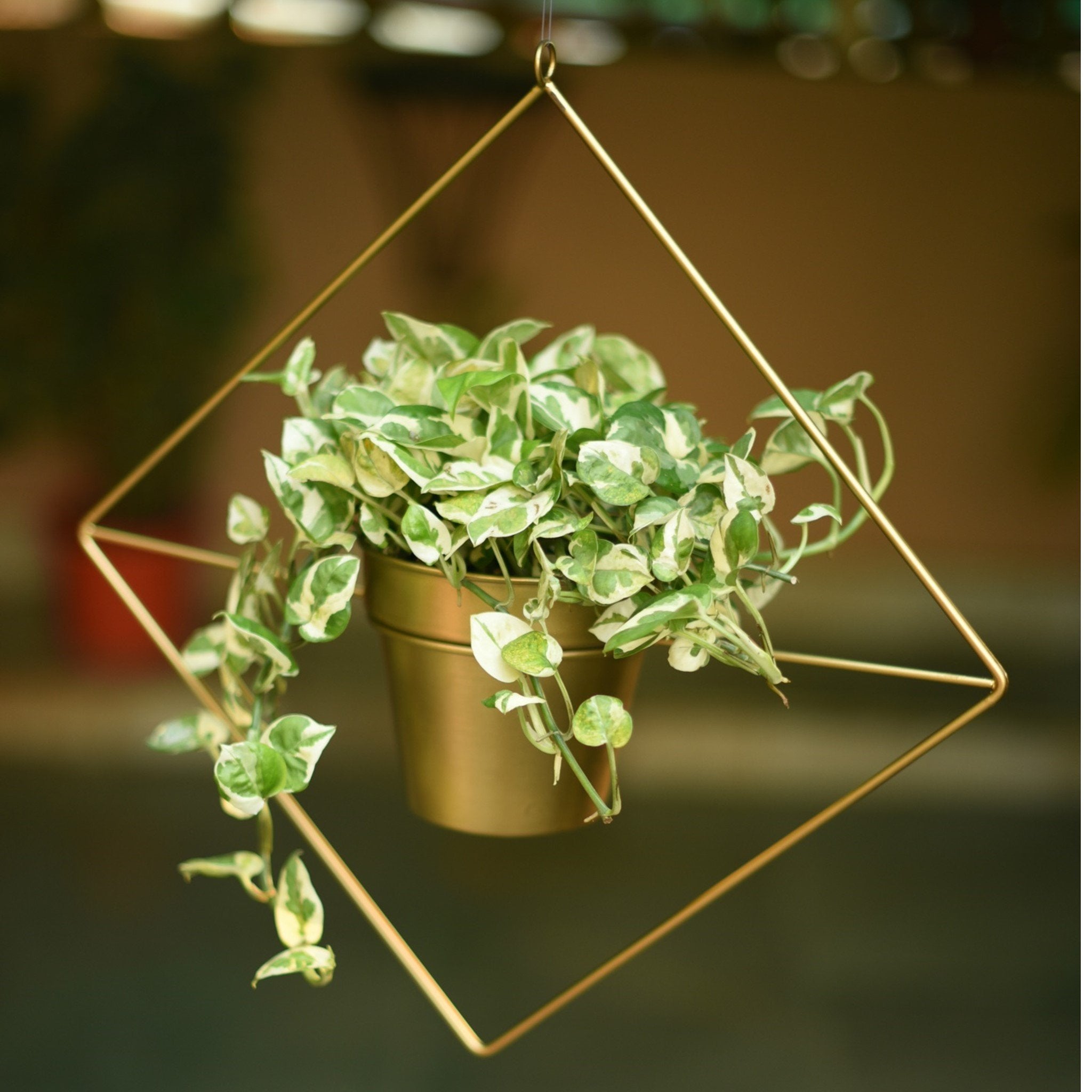 gold hanging plants Diamond Shaped Metal Hanging Planter in Gold Finish