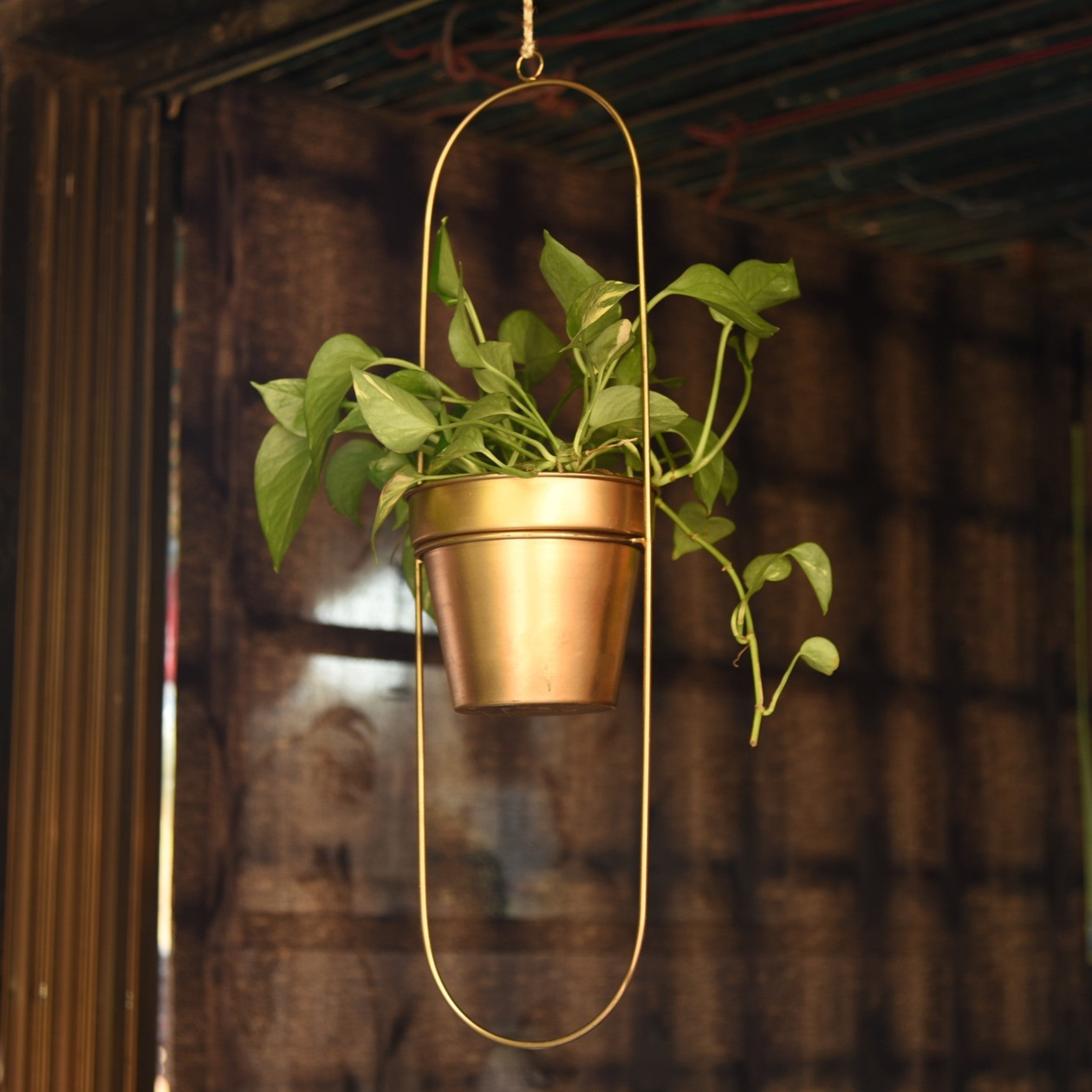 "Capsule" Oval Shaped Hanging Metal Planter in Gold Finish 1 BHK Interiors