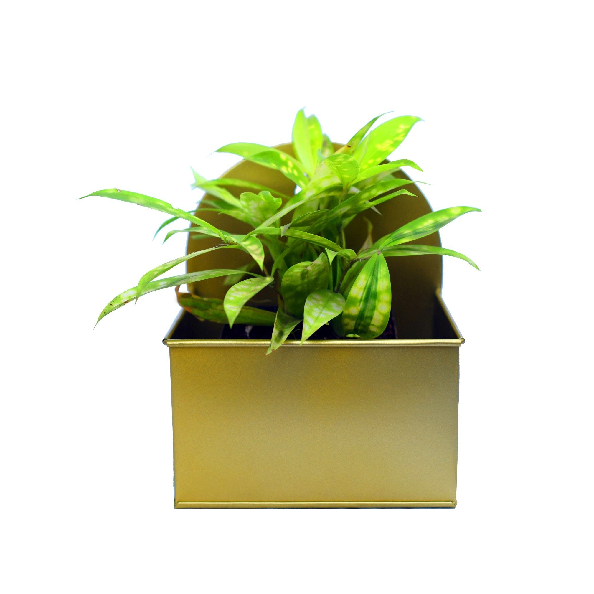 Rectangular Hanging Metal Mounted Wall Planter / Letter Box in Matte Gold Finish 1 BHK Interiors