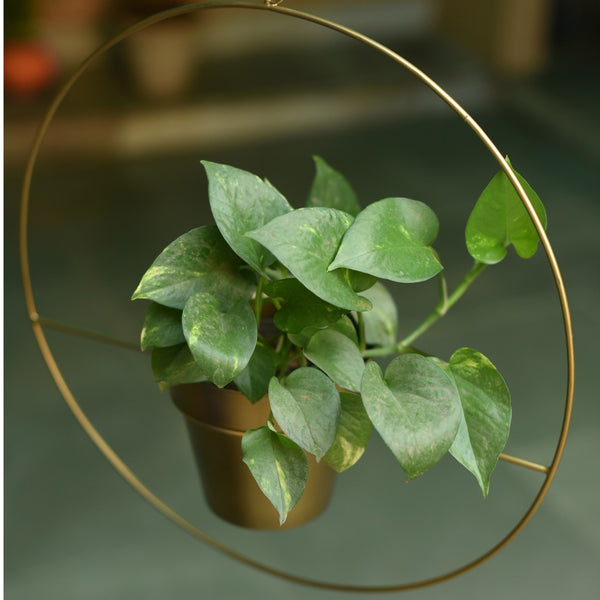 Round Metal Hanging Planter in Gold Finish (Large) 1 BHK Interiors