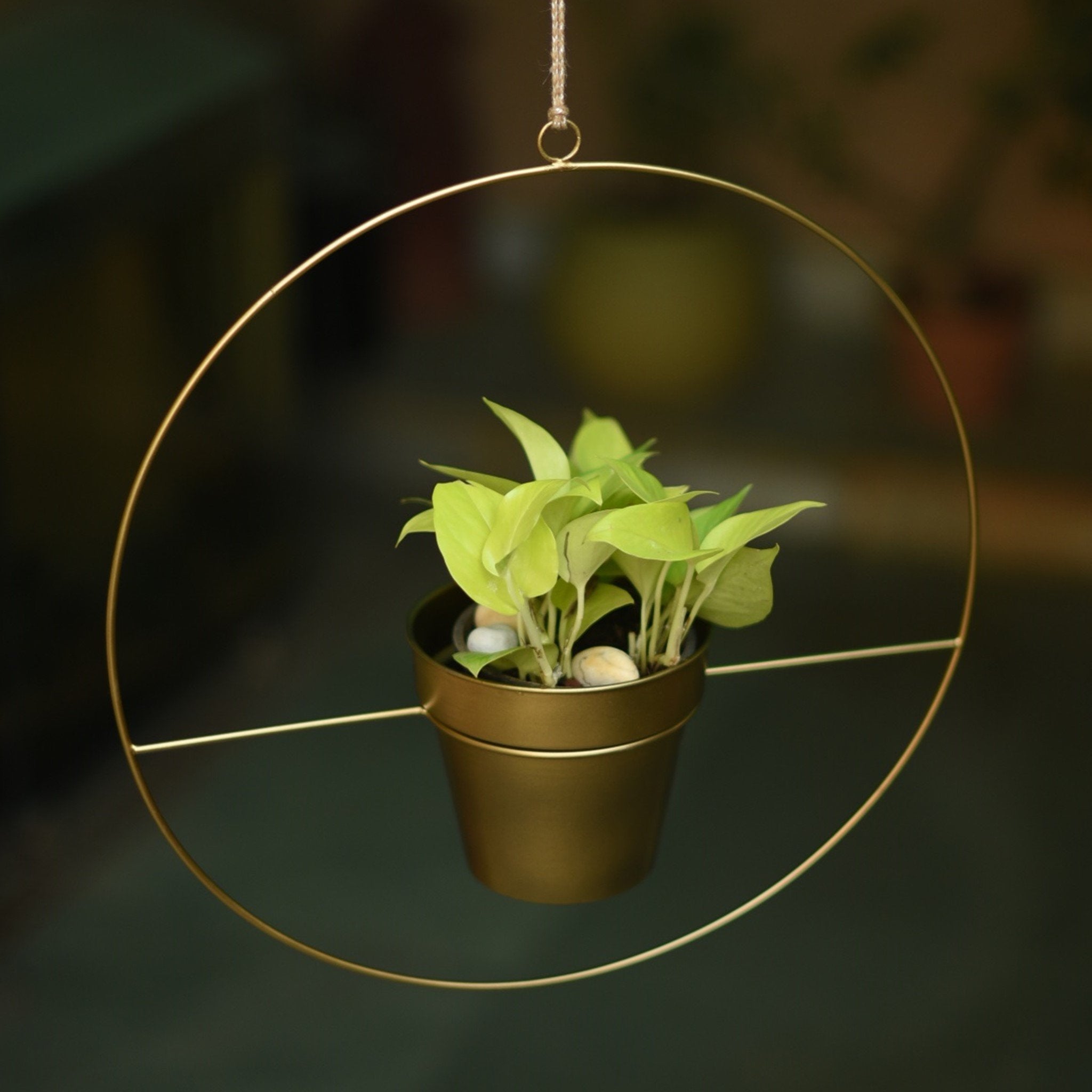 round metal hanging planter Round Metal Hanging Planter in Gold Finish (Large)