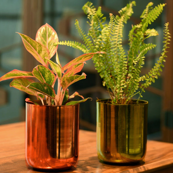 Curved Glossy Metal Table Top Pot / Planter in Rose Gold or Gold 1 BHK Interiors