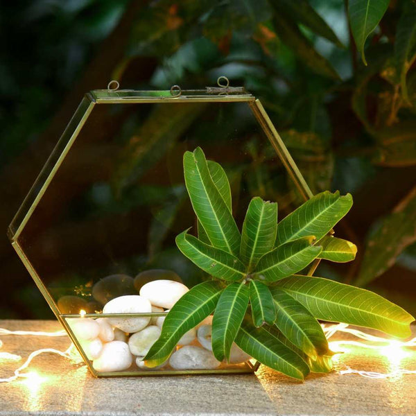 Hexagon Hanging Planter in Metal & Glass in Gold Finish 1 BHK Interiors