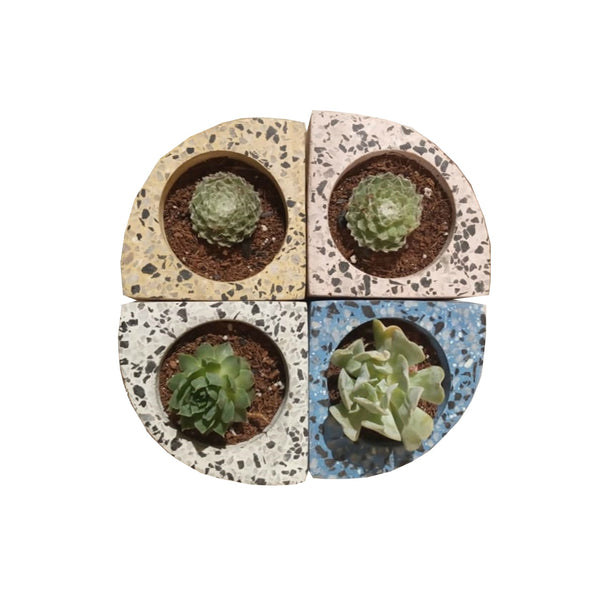 Quarter Concrete Table Top Pot / Planters with Terrazzo Print in 4 Colours 1 BHK Interiors