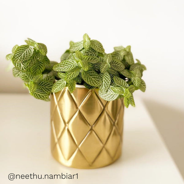 Metal Pineapple Criss Cross Planter / Pot in Gold 1 BHK Interiors